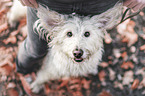 Mensch mit Labradoodle