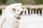 Labradoodle Portrait