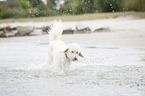 rennender Labradoodle