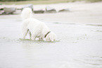 tauchender Labradoodle