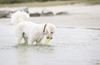 Labradoodle mit Spielzeug