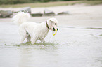 Labradoodle mit Spielzeug