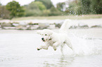 rennender Labradoodle