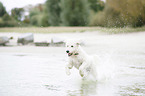 rennender Labradoodle