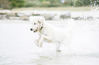 rennender Labradoodle