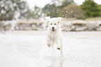 rennender Labradoodle