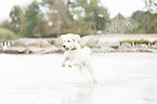 rennender Labradoodle