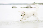 rennender Labradoodle