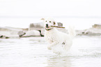 rennender Labradoodle