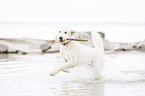 rennender Labradoodle