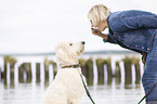 Frau und Labradoodle