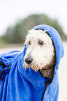 Labradoodle Portrait