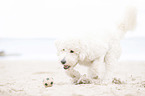 rennender Labradoodle