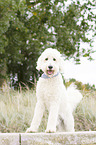 stehender Labradoodle