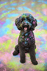 sitzender Labradoodle