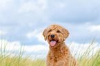 Labradoodle Portrait