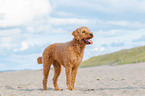 Labradoodle