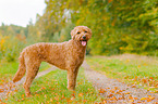 Labradoodle