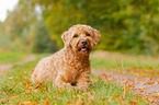 liegender Labradoodle