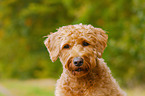 Labradoodle Portrait