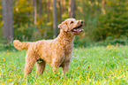 Labradoodle