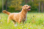 Labradoodle