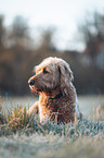 liegender Labradoodle