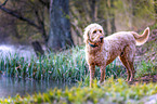 Labradoodle