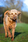 laufender Labradoodle