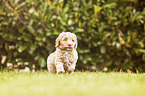 Labradoodle Weple