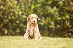 Labradoodle Weple