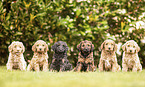 Labradoodle Weplen