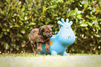 Labradoodle Weple