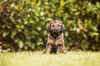 Labradoodle Weple
