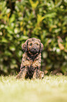 Labradoodle Weple
