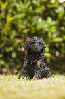 Labradoodle Weple