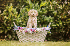 Labradoodle Weple