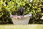 Labradoodle Weple