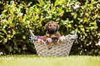 Labradoodle Weple