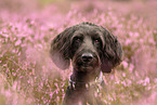 Labradoodle Portrait