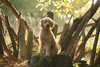 sitzender Labradoodle