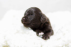 brauner Labradoodle Welpe