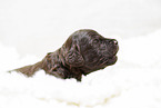 brauner Labradoodle Welpe