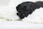 schwarzer Labradoodle Welpe