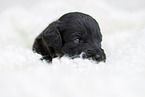 schwarzer Labradoodle Welpe