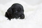 schwarzer Labradoodle Welpe
