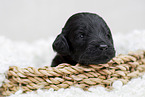 schwarzer Labradoodle Welpe