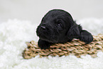 schwarzer Labradoodle Welpe