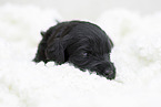 schwarzer Labradoodle Welpe