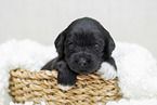 schwarzer Labradoodle Welpe